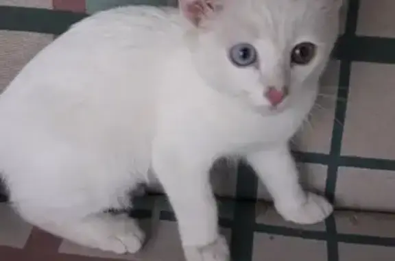 Найдена кошка в Казани, район 9 школы, глазки разные