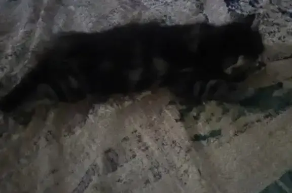 Пропал котёнок с ошейником в Медногорске, Оренбургская область