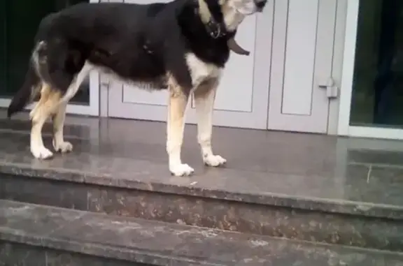 Собака найдена на Гагарина 112 в Краснодаре.