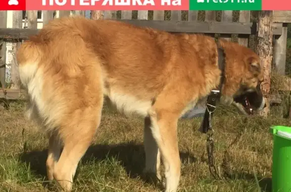 Собаки потеряшки, Нижний Новгород, фото: Потеряшка рыжая собака в Пирокском районе