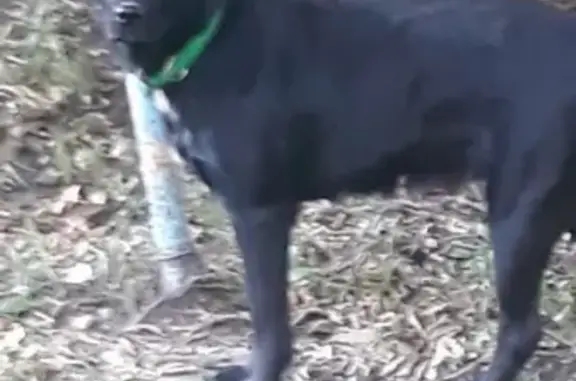 Собака в зеленом ошейнике найдена в Комсомольске-на-Амуре
