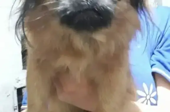 Найдена собака на ул. Винивитина в Боброве
