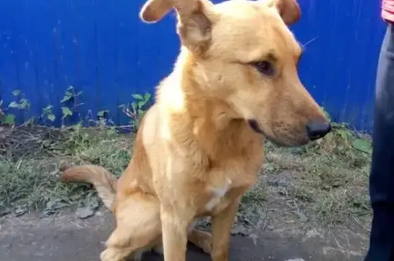Найден умный пёс в поселке Рабочий, Омск