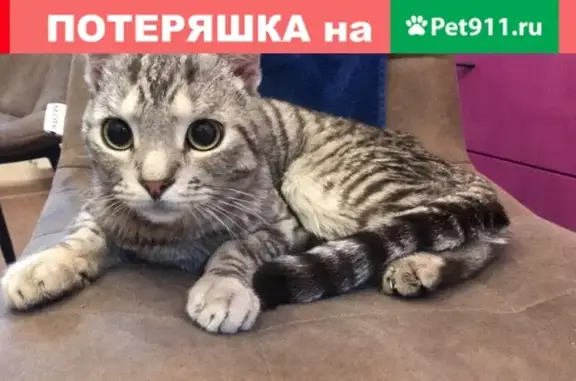 Пропал кот на ул. Володарского в Уфе