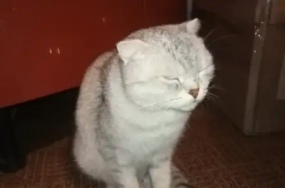 Пропала британская вислоухая кошка в Тольятти