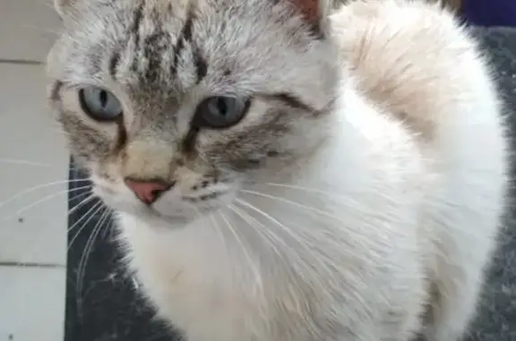 Найден кот в Кемерово на пр. Комсомольском