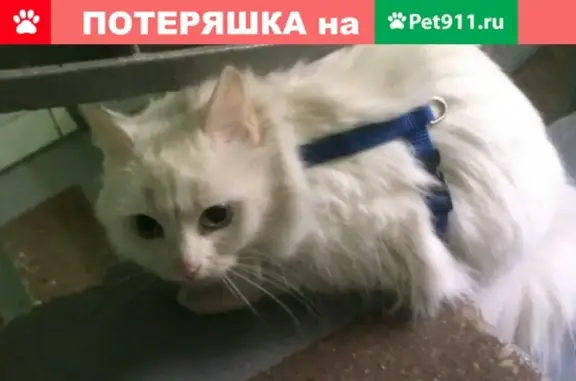 Найдена белоснежная кошка с жёлто-зелёными глазами возле м. Планерная