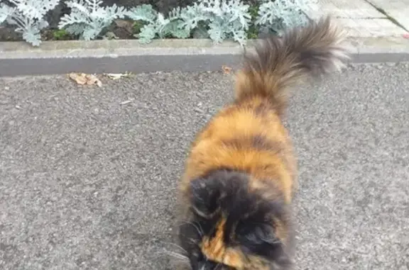Найдена стерилизованная кошка в Ишиме