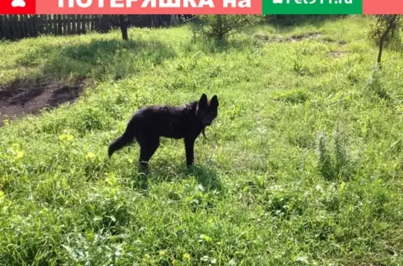 Пропала собака в Черногорске