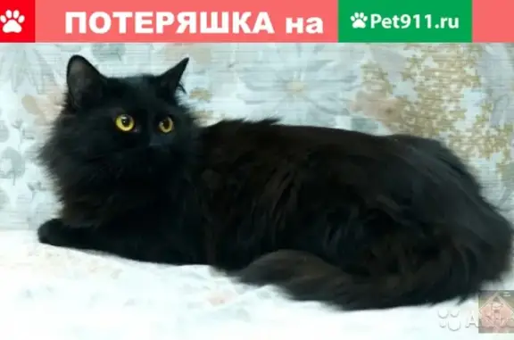 Пропала кошка в Перми: Гашкова 45, 6 сентября