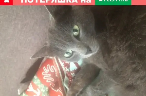 Найден серый котик в Барнауле: 9293985085