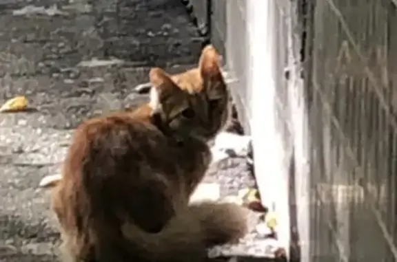 Найдена пугливая кошка в Москве, Сумской проезд