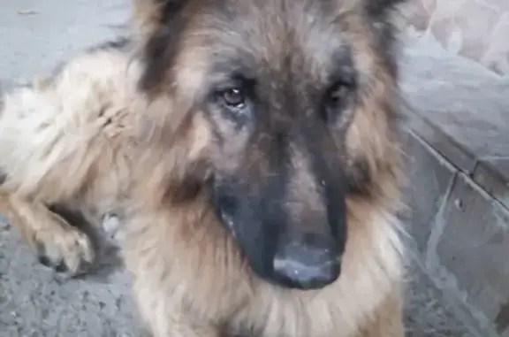 Найден пес в районе старого кладбища и больницы, ищем хозяина