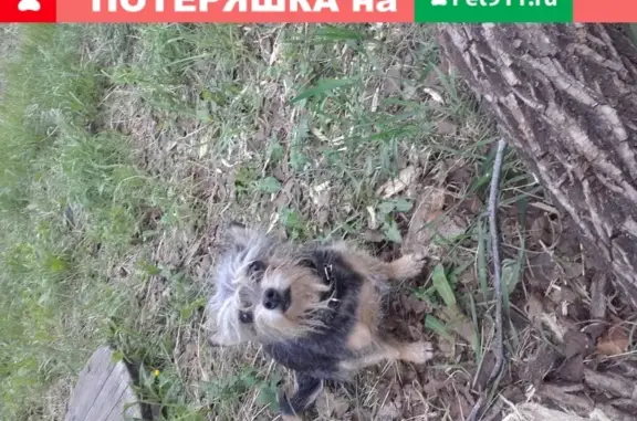 Собаки потеряшки, посёлок городского типа Дубинино, фото: Потеряшка собака в Дубинино, Красноярский край