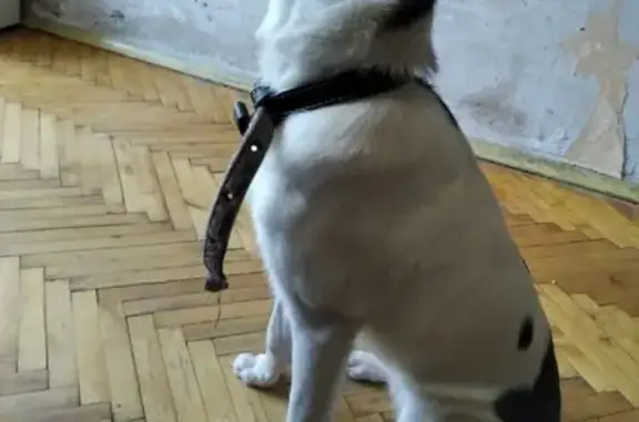 Собака найдена в Павлово, Нижегородская область