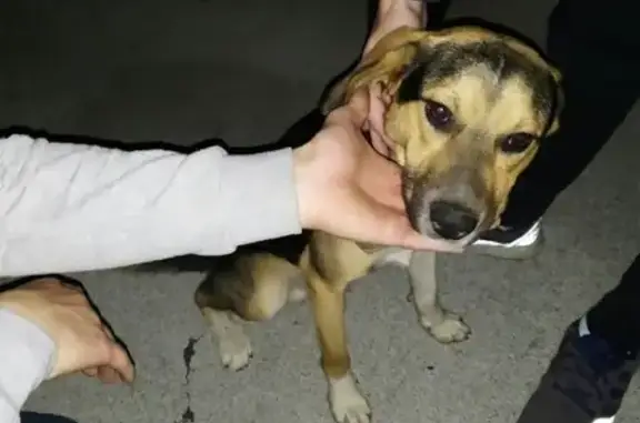 Собака найдена в Ростове-на-Дону