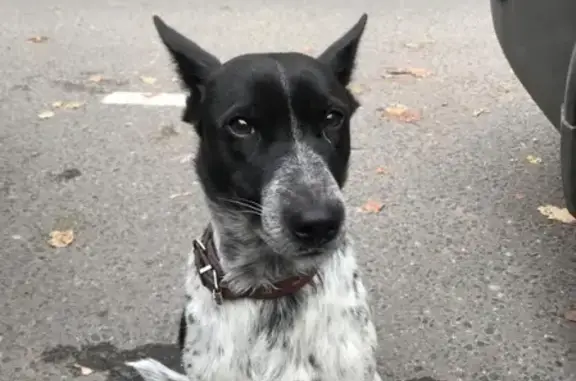 Собака 5-6 лет найдена в Лыткарино