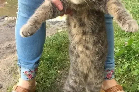 Найден кот Василий в Кировском районе, ищем хозяев!