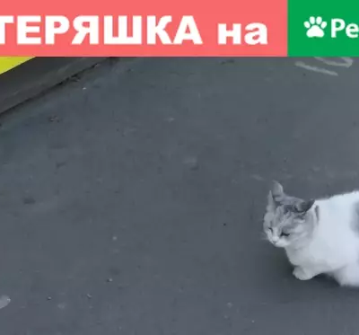 Кошка с ошейником возле площади Ленина