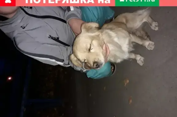 Собака Кабель ищет дом в Иркутске