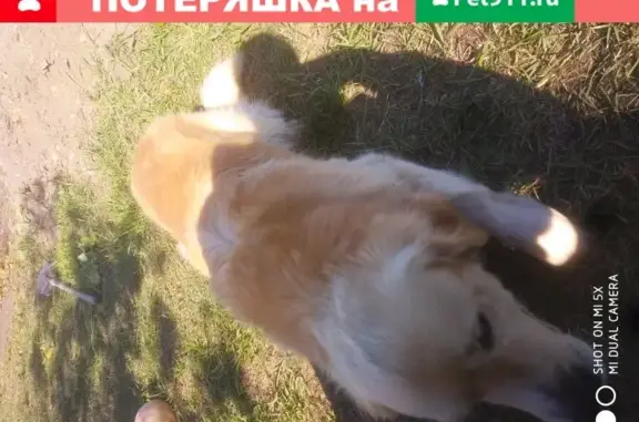 Собака Литрирер с клеймом TYW568 в Белгороде
