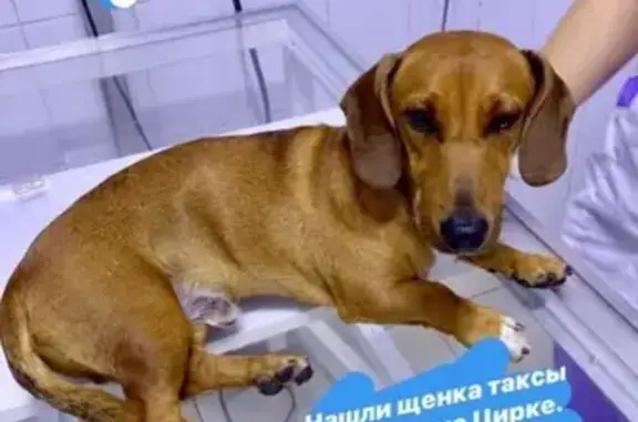 Найден щенок таксы Илья в Сочи https://vk.com/hangguy