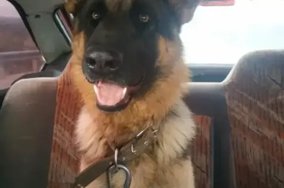 Найдена собака на Варшавском шоссе, Обнинск
