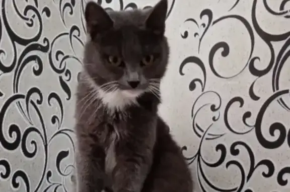 Пропала кошка в Стародубе, Брянская область