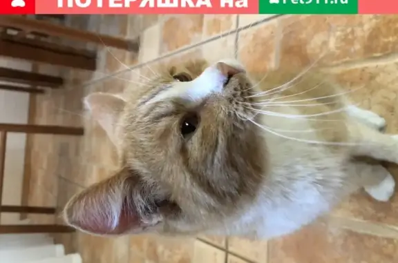Найден рыжий кот в Перми