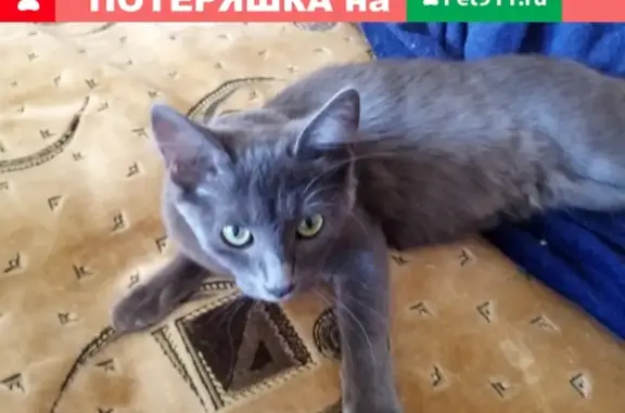 Найдена кошка на Дьяконова, 20 в Н. Новгороде