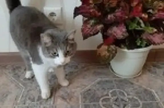 Пропала кошка в Ульяновске на улице Александровская - Ул. Врача Щербаковой