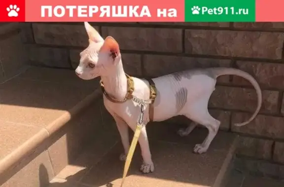 Пропал кот-любимец семьи в Ростове-на-Дону