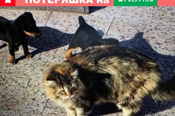 Пропала сибирская кошка на ул. Мирной, Дударева, Тюмень