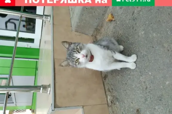 Найдена кошка с ошейником возле магазина в Анапе
