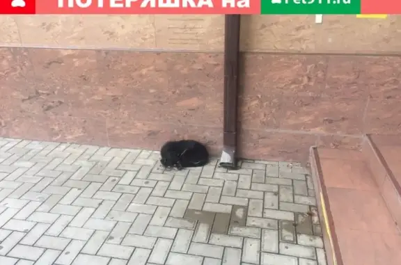 Найдена собака на ул. Ставропольской, Краснодар