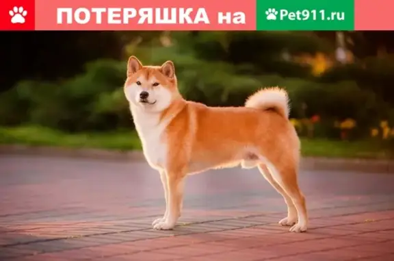 Пропала собака Сиба ину в районе Терешковой, Красноярск