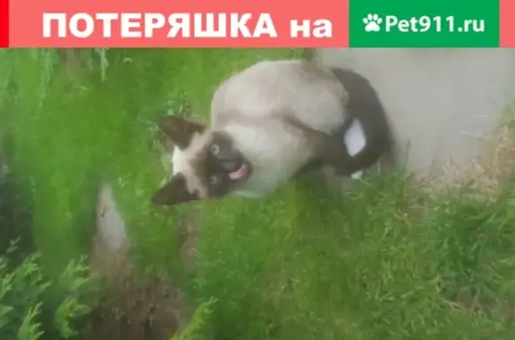 Пропал котенок Бонифаций в СНТ Кунья Роща, Московская область