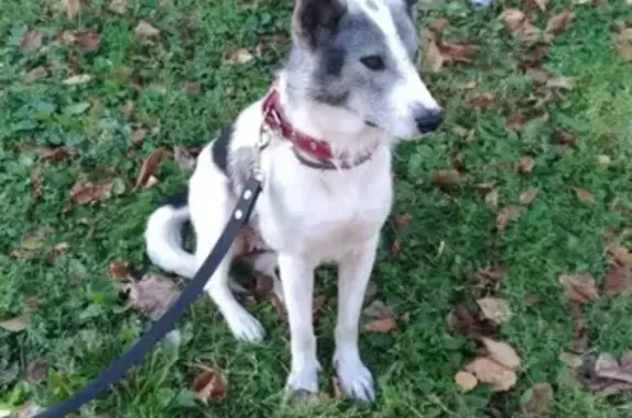 Собаки потеряшки, Москва, фото: Потеряшка собака Белка в районе МЦК Крымская и Ленинский проспект (Канатчиковский проезд)