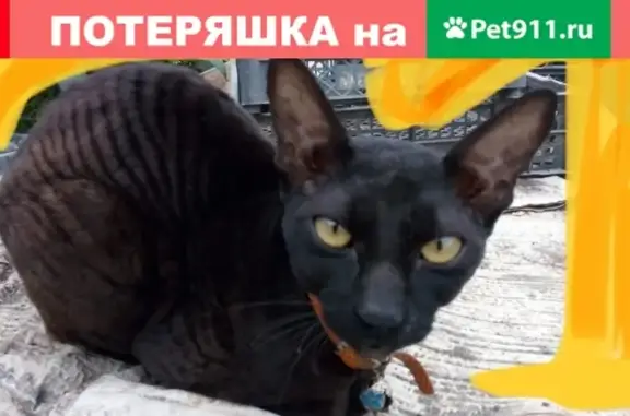 Найдена кошка в Краснодарском крае, п. Мирный
