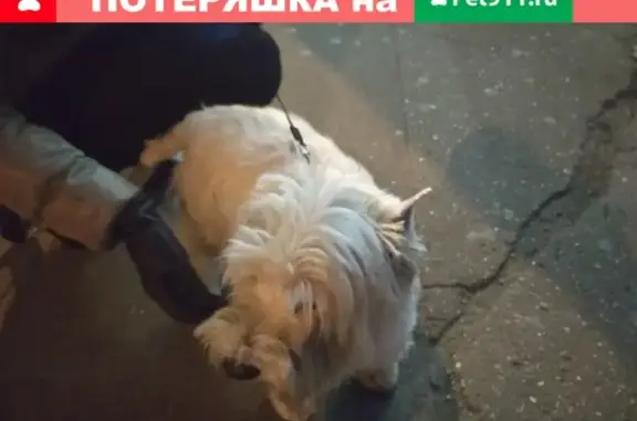 Найдена собака, Москва, фото: Найден пёс у м. Чертановская, ищем хозяев!