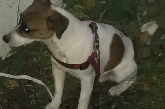 Найдена собака, Москва, фото: Найдена собака в Москве