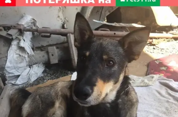 Найдена собака Мальчик на Луговой улице