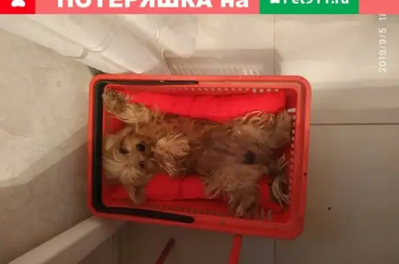 Пропала собака в Большом Логу, Ростовская обл.