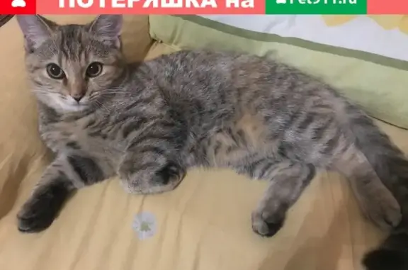 Пропала кошка Машка в дачном поселке Жилищный, Бибирево, Иваново.