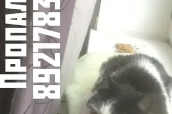 Кошки потеряшки, Санкт-Петербург, фото: Потеряшка кошка Люсьен в Санкт-Петербурге.