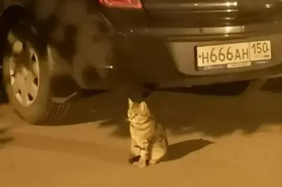 Найдена кошка на ул. Марии Рубцовой 5 (26-27 ноября)