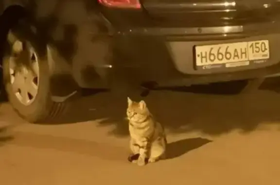 Найдена кошка в районе ул. Марии Рубцовой 5