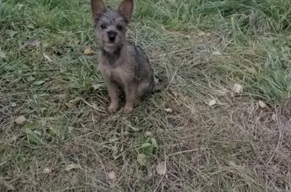 Найдена собака в Йошкар-Оле без ошейника