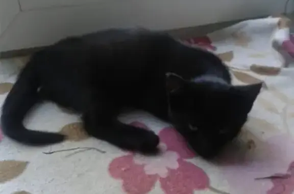 Найден черный котенок в Междуреченске