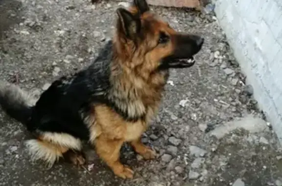 Пропала собака Дина в Ковалево, ЛО